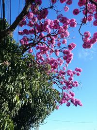 Low angle view of pink flowers