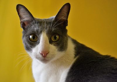 Close-up portrait of cat