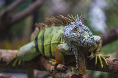 Close-up of a lizard on a tree