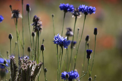 Close-up of purple flowering plants