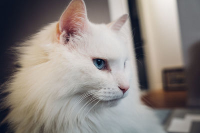 Close-up of cat looking away