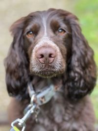 Close-up of dog