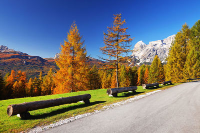 Road against trees during autumn