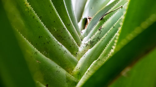 Close-up of succulent plant