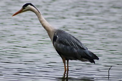 Side view of a bird in lake