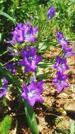 Close-up of purple flowers