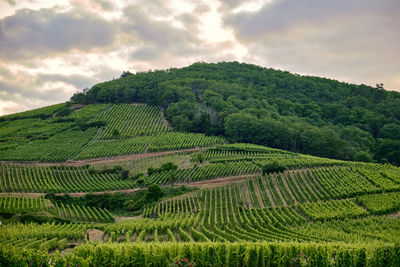 Scenic view of agricultural field against sky