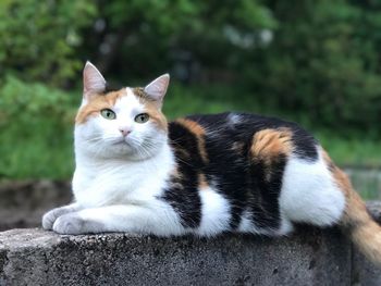 Cat looking away while sitting on retaining wall