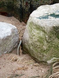 Lizard in zoo