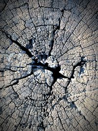 Full frame shot of tree trunk