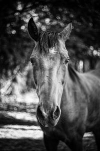 Close-up portrait of a horse