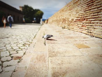 View of a bird on wall