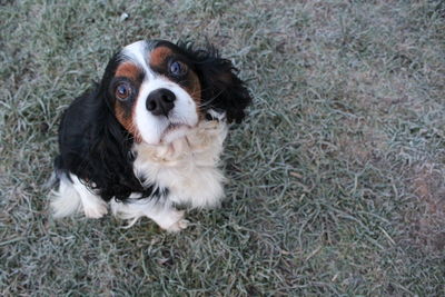 Portrait of puppy sitting on grass