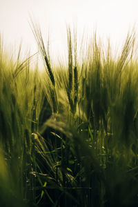 Close-up of wheat growing on field