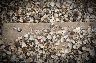 Full frame shot of pebbles