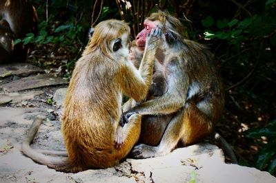 Monkeys in zoo