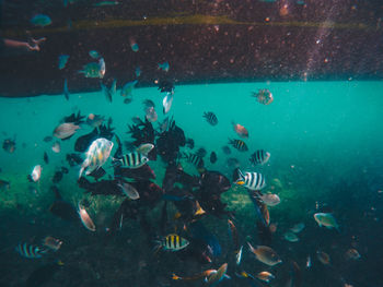 School of fish swimming in sea