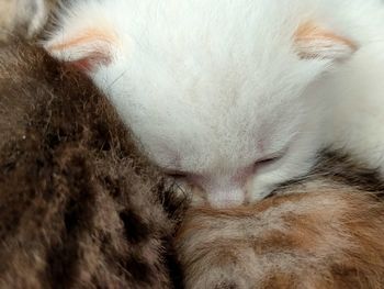 Close-up of cat sleeping