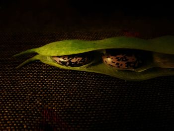 Close-up of lizard on leaf