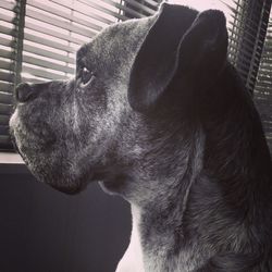 Close-up of dog