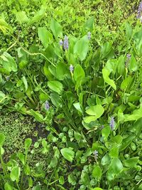 Close-up of plants