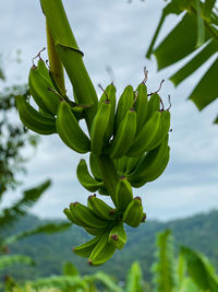 Close-up of plantains 