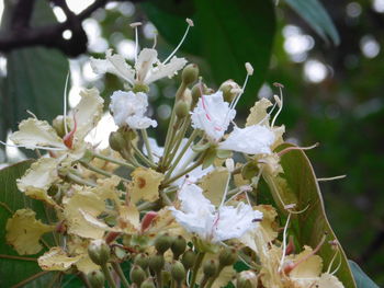 Close-up of white flowering plant