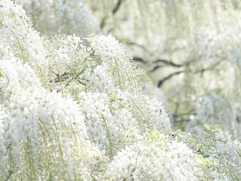 Close-up of frozen plant