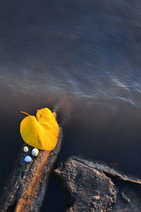 High angle view of yellow leaf floating on water