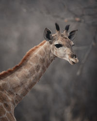 Close-up of deer