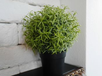 Close-up of potted plant against wall