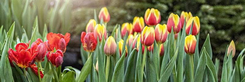 Close-up of tulip plants