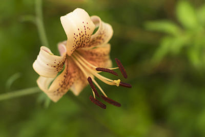 Close-up of flowering plant