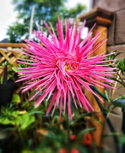 Close-up of pink flowers