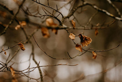 Close-up of tree