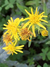 Close-up of yellow flower