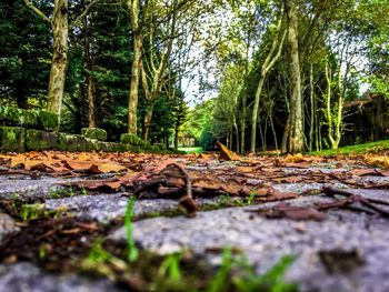 Surface level of fallen trees in the forest