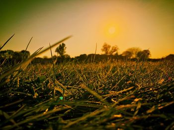 Close-up of wheat field against sky at sunset