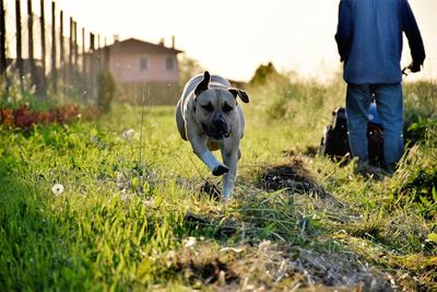 Low section of person with dog walking on field