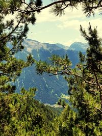 Scenic view of pine trees and mountains against sky