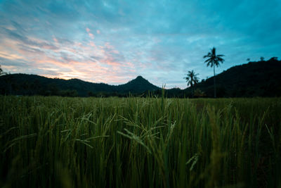 Scenic view of agricultural field against sky