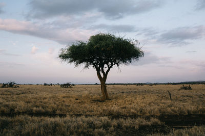 Tree on landscape against sky