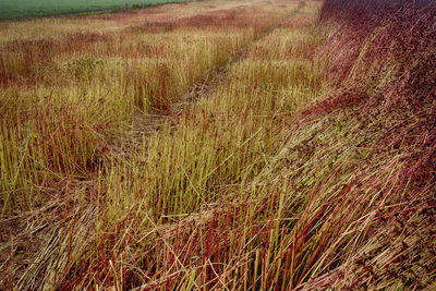 Crops growing on field