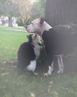 Dog on a tree trunk