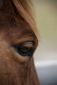 Close-up of horse eye