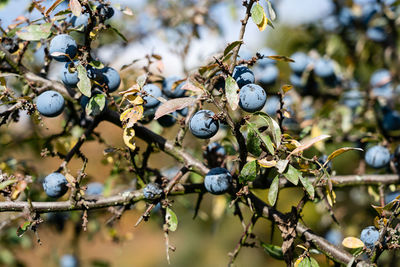 Close-up of berries growing on tree