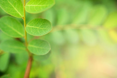 Close-up of fresh green leaves