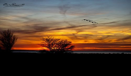 Silhouette bird flying against orange sky