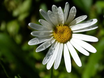 Close-up of white flower