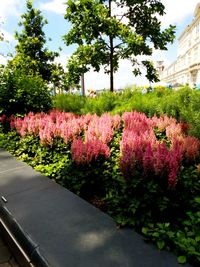 Pink flowers growing on tree